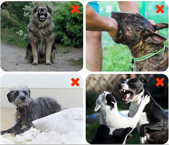 Dispositif anti-aboiements à ultrasons pour chiens