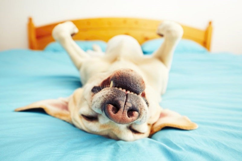 Dispositif anti-aboiements à ultrasons pour chiens